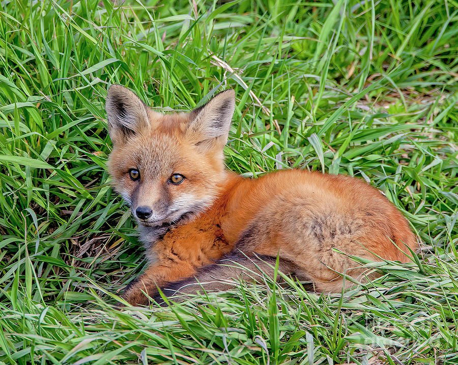 Baby Fox Photograph by Dale Erickson | Fine Art America