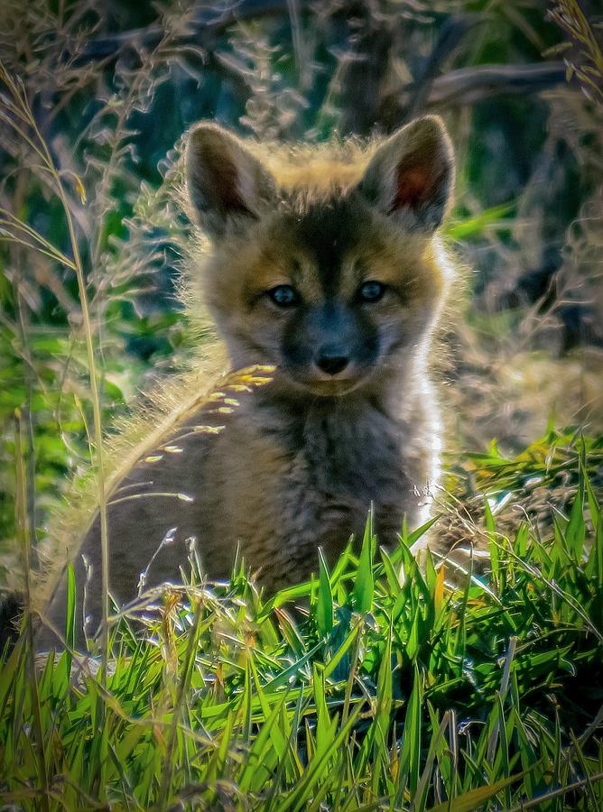 Baby Fox Photograph by Karen Shackles Baby Fox Photograph by Karen Shackles