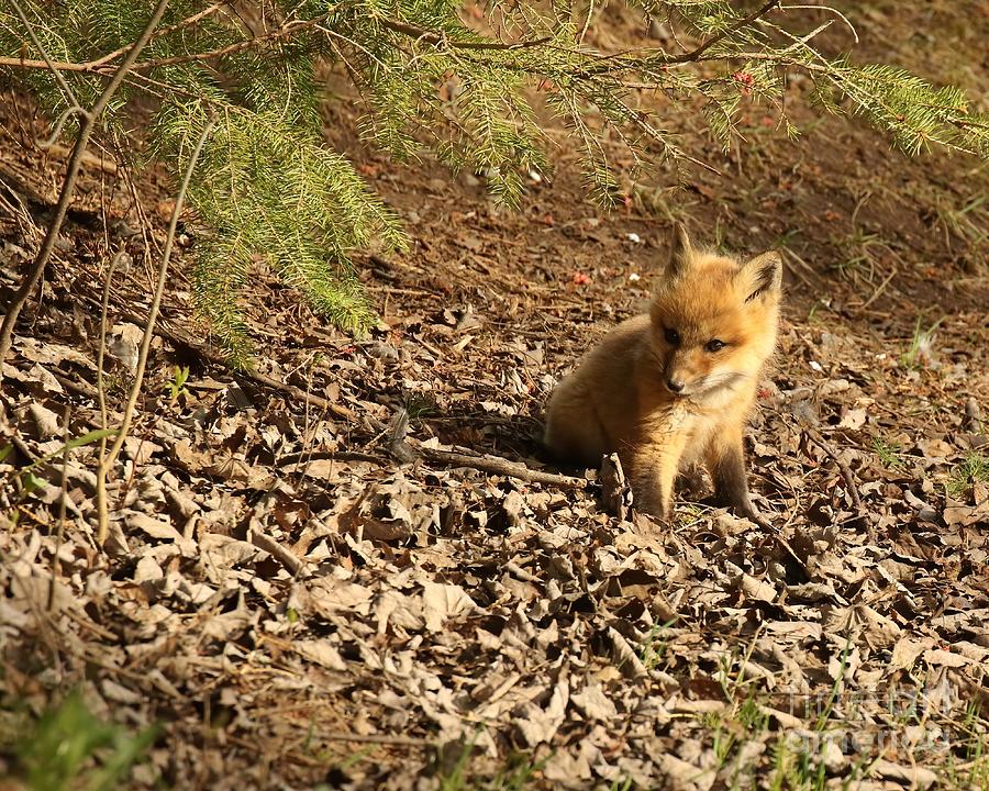 Baby fox kit Photograph by Heather King