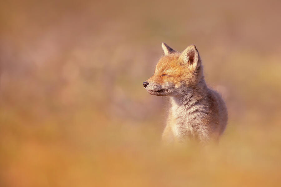 Animal Photograph - Baby Fox Series - Zen Fox Kit by Roeselien Raimond