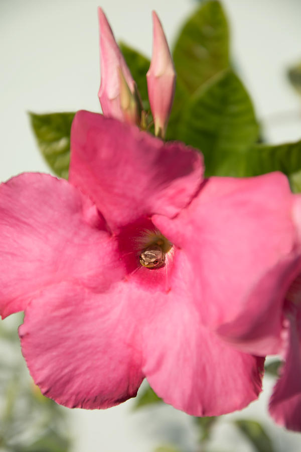 Unique Photograph - Baby frog inside the pink Mandevilla  by Zina Stromberg