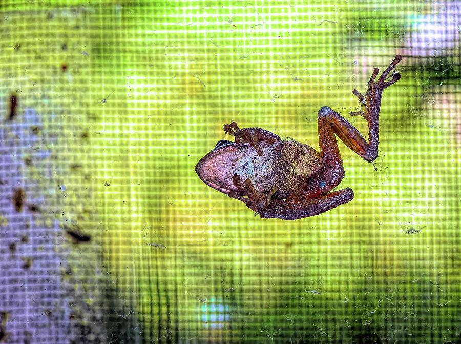 Baby Frog on a Screen Door 1 Photograph by Linda Brody
