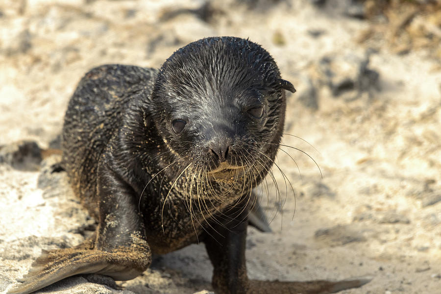 Baby Galapagos Seal Photograph by Adrian O Brien
