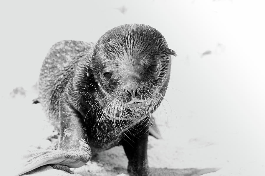 Baby Galapagos Seal BW Photograph by Adrian O Brien