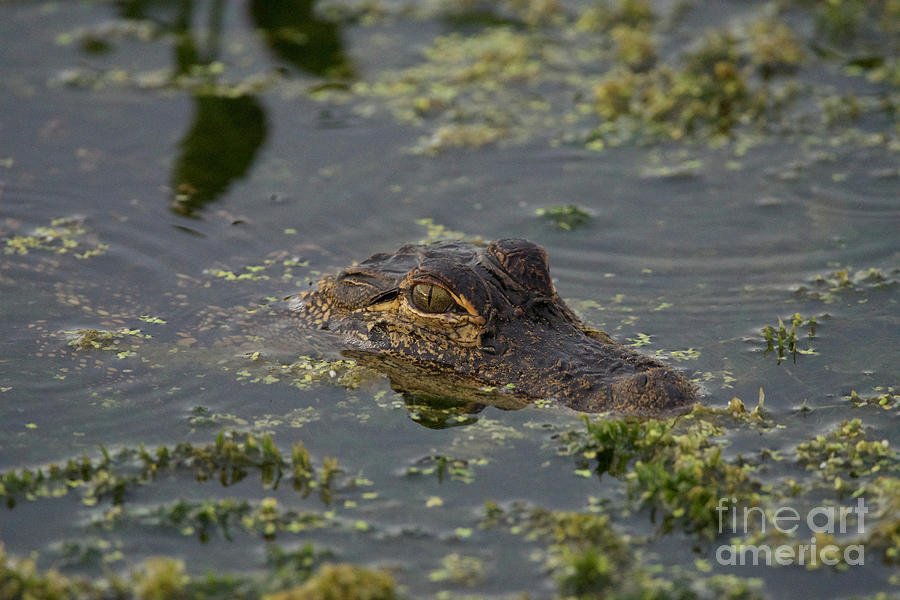 Baby Gator Photograph by Brandon Lopez - Fine Art America