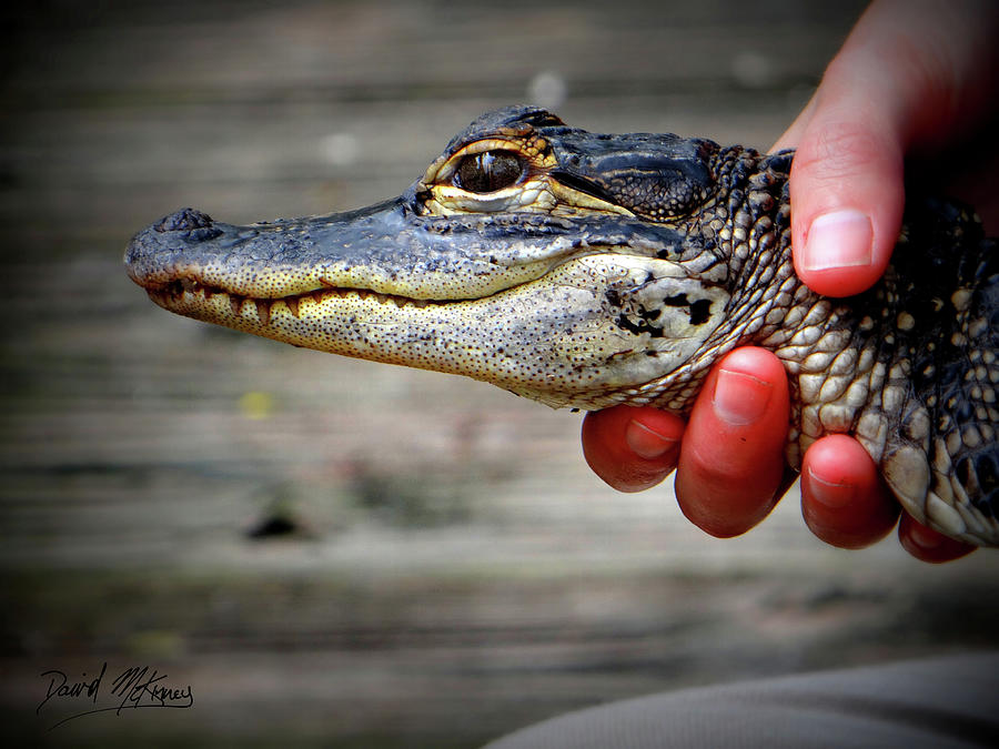 Baby Gator Photograph by David McKinney - Fine Art America