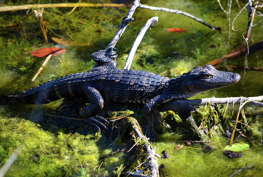 Baby Gator Photograph by Elizabeth Abbott - Fine Art America