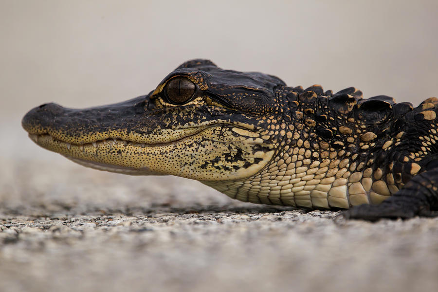 Baby Gator Portrait Photograph By Kevin Banker