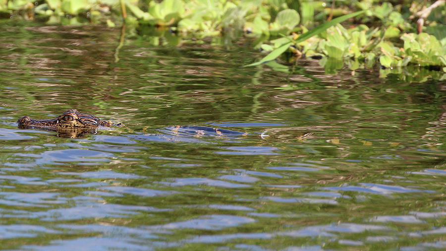 Baby Gator Swimming Photograph by Heather Earl - Fine Art America