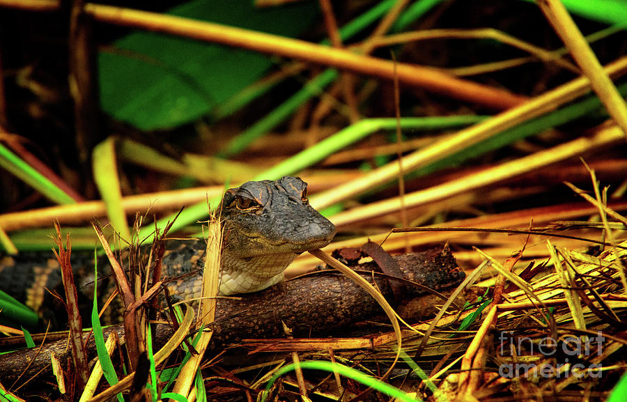 Baby Gator Photograph by Venura Herath