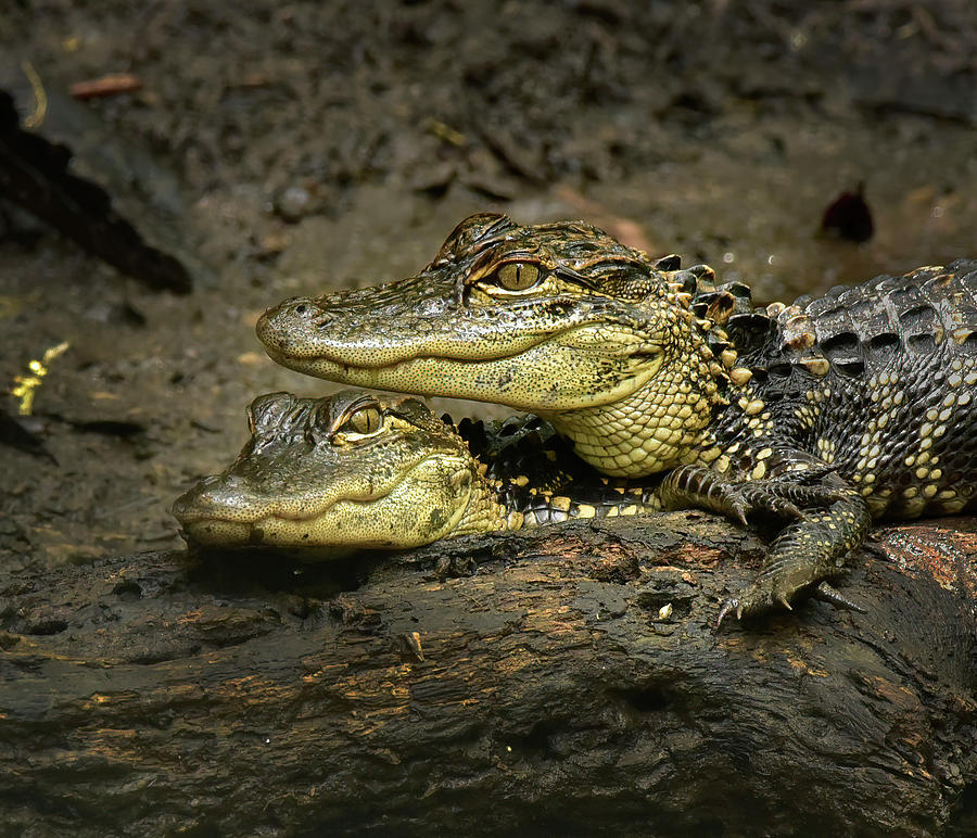Baby Gators Photograph by Cindy McIntyre