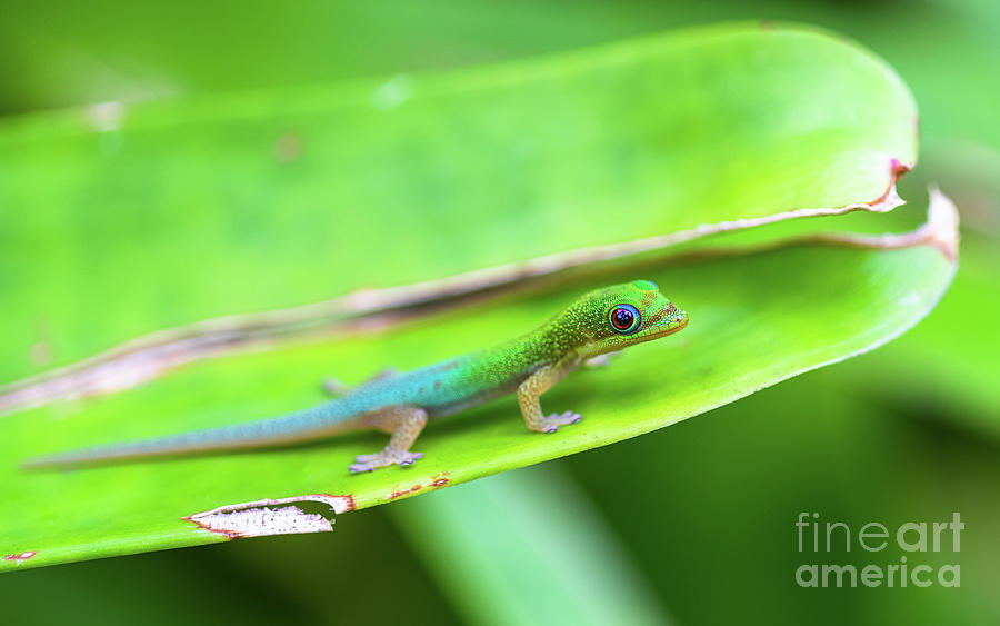 Baby Gecko Takes A Stroll In The Bromeliad Patch Photograph