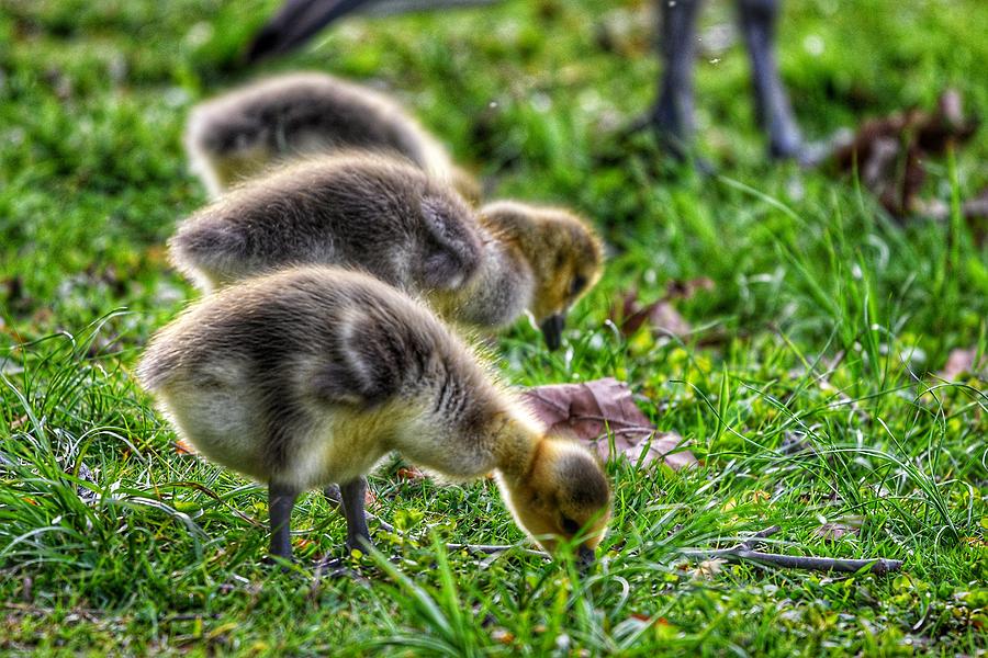 Baby Geese Photograph by Evan Foster