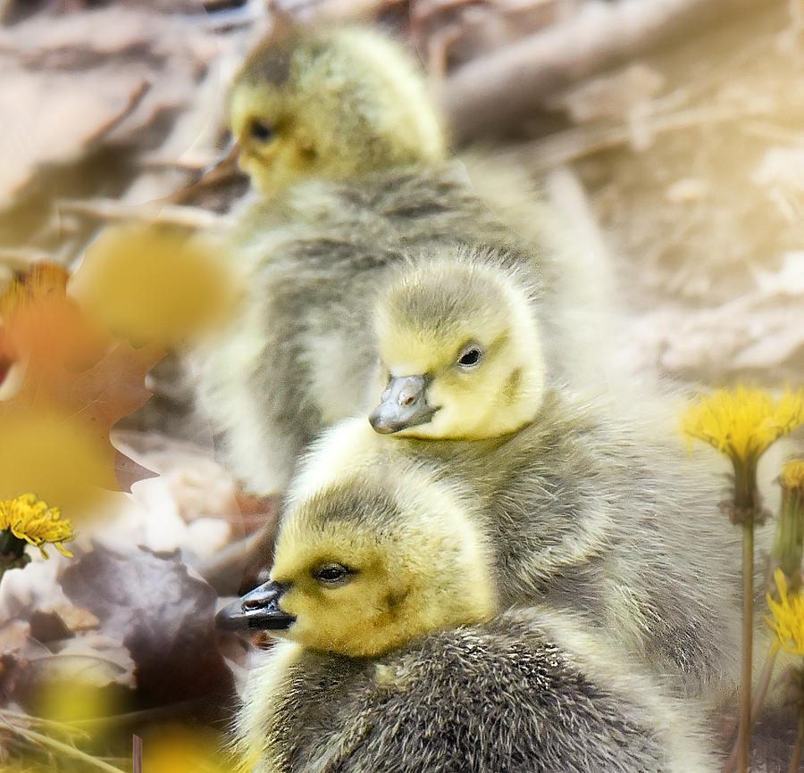 Baby Geese Photograph by Kay Jantzi