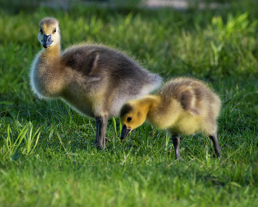 Baby Geese on the Charles River Boston MA Photograph by Toby McGuire