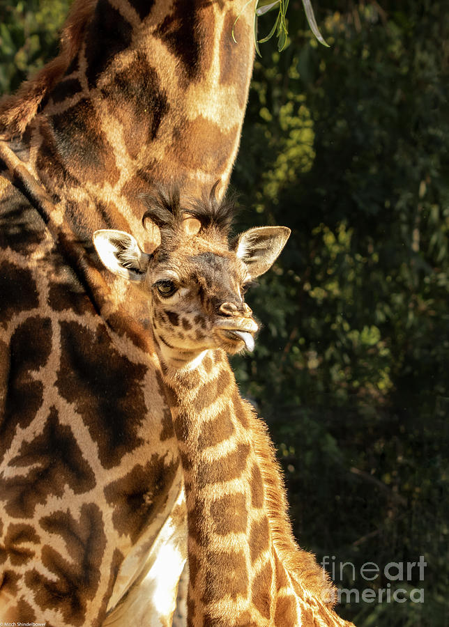 Baby Giraffe 2 Photograph by Mitch Shindelbower