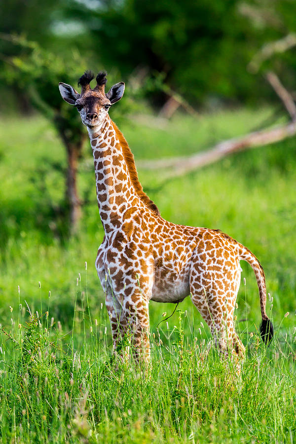 Baby giraffe like a toy with umbilical cord Photograph by 1001slide