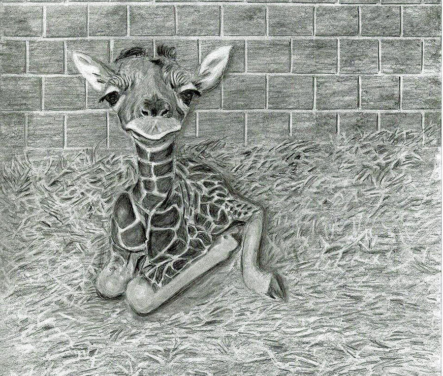 giraffe and baby pencil drawing