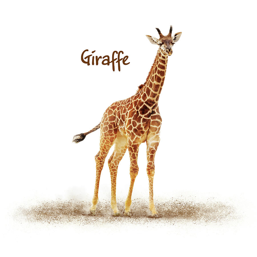 Baby Giraffe on White  Photograph by Good Focused
