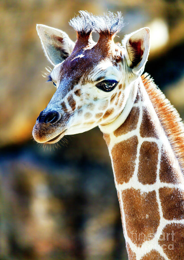 Baby Giraffe Profile at the Philadelphia Zoo Photograph by John Rizzuto