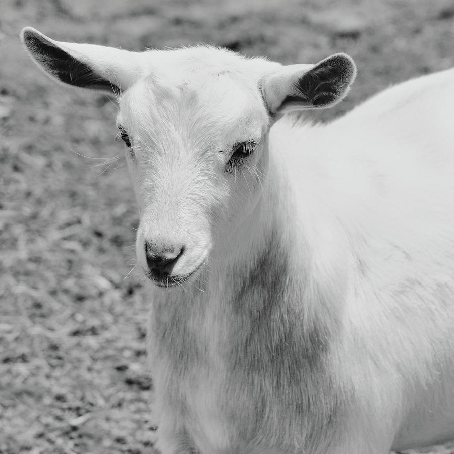 Baby Goat Black and White Photograph by Gaby Ethington