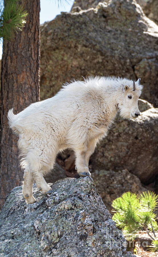 Baby Goat Photograph by Brian Kamprath Baby Goat Photograph by Brian Kamprath