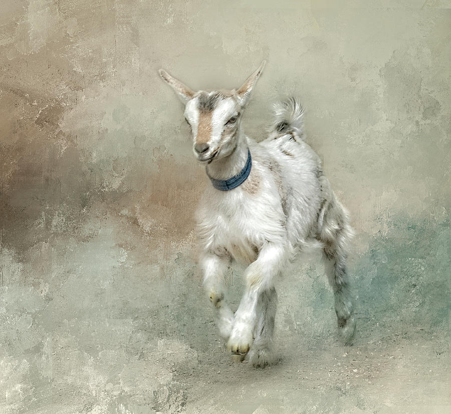 Baby Goat Digital Art by Jeanette Mahoney