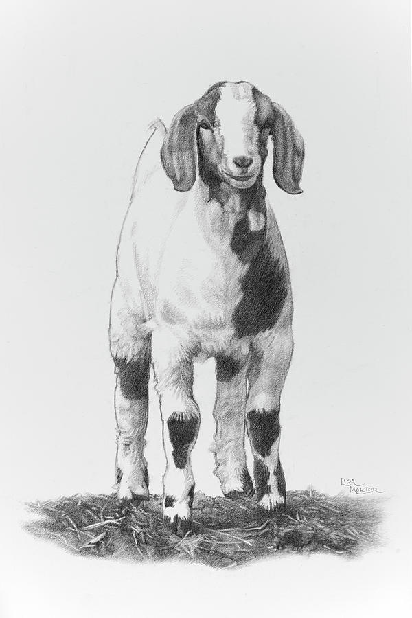Goat colour pencil sketching | Color pencil sketch, Moose art, Pencil sketch