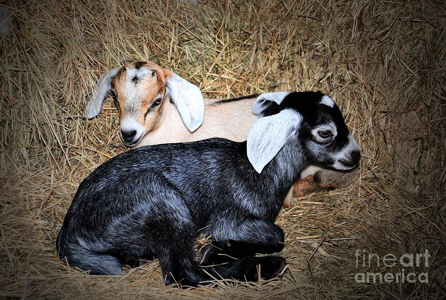 Baby Goats In The Barn Photograph By Savannah Gibbs Fine Art America