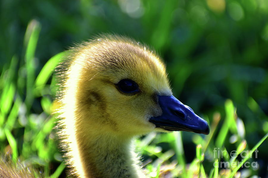 Baby Goose Photograph by Bailey Maier