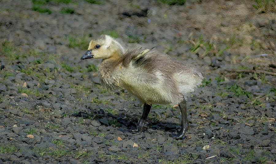 Baby Goose Exploring Photograph by Bill Posner