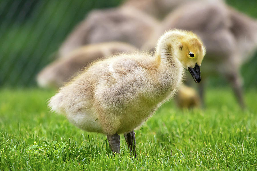 Baby Goose Photograph by Kevin Allen - Fine Art America