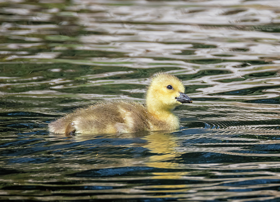 Baby Goose Photograph by Loree Johnson - Fine Art America