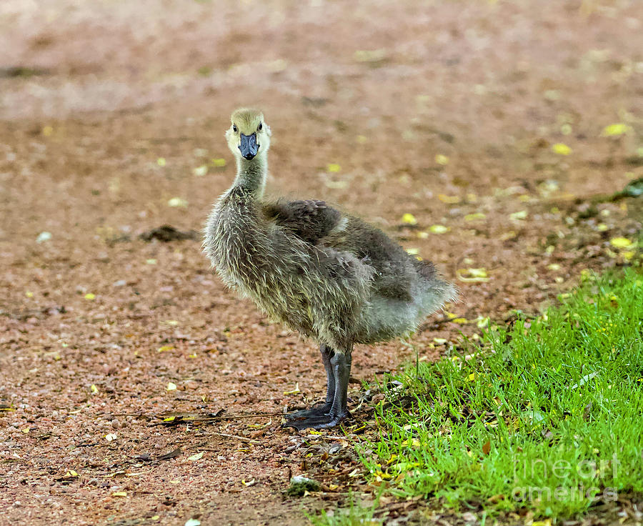 Baby Goose Photograph by Shirley Dutchkowski