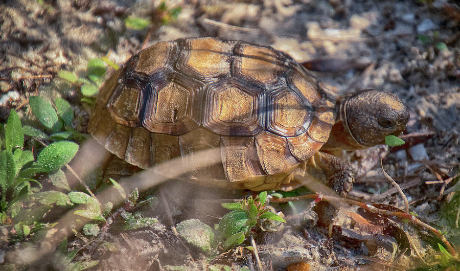 Baby gopher tortoise Photograph by Deb Stone - Fine Art America