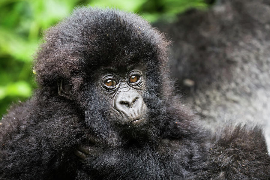 Baby Gorilla Photograph by Brooke Reynolds