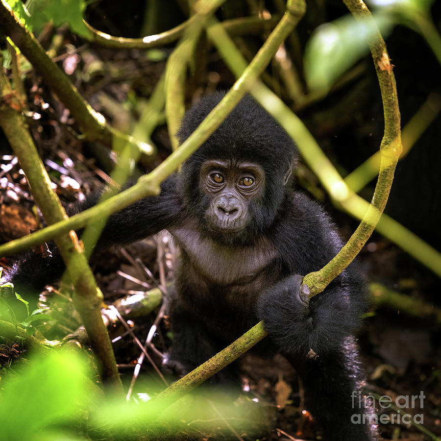 Nature Photograph - Baby gorilla in the undergrowth  by Jane Rix