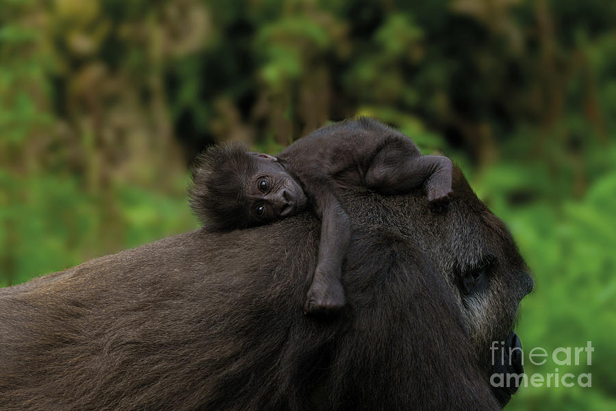 https://images.fineartamerica.com/images/artworkimages/mediumlarge/3/baby-gorilla-holding-on-to-her-mother-rawshutterbug.jpg