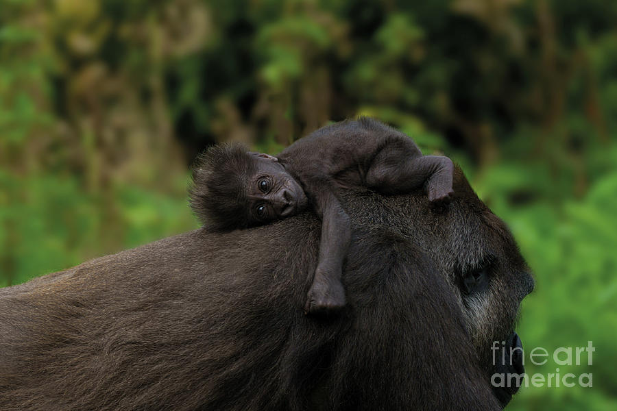 Cute Baby Gorilla Shower Curtain for Sale by rawshutterbug