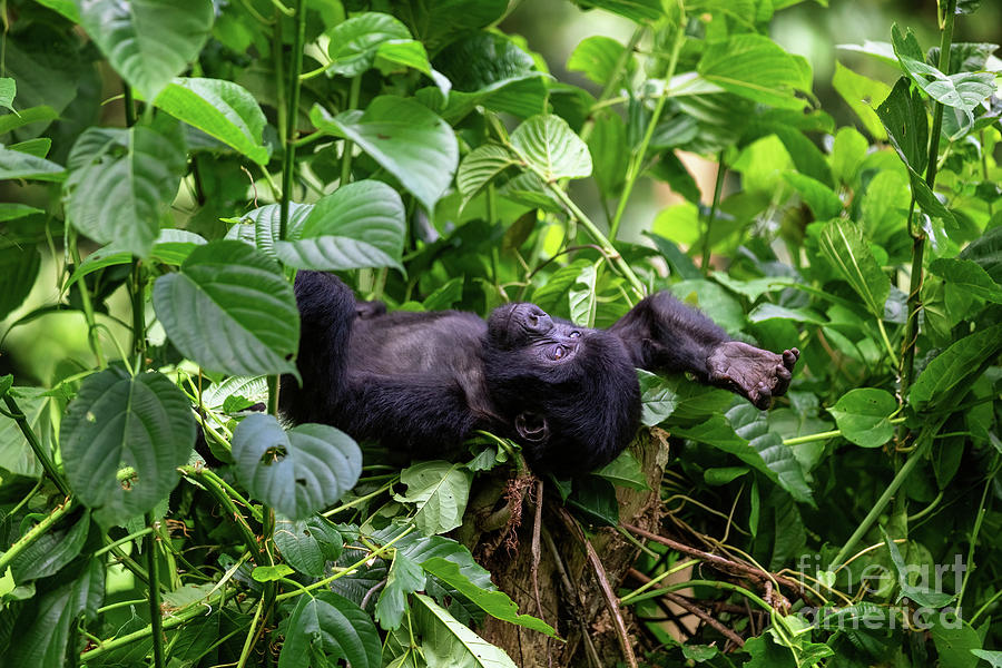 Baby gorilla Photograph by Jane Rix