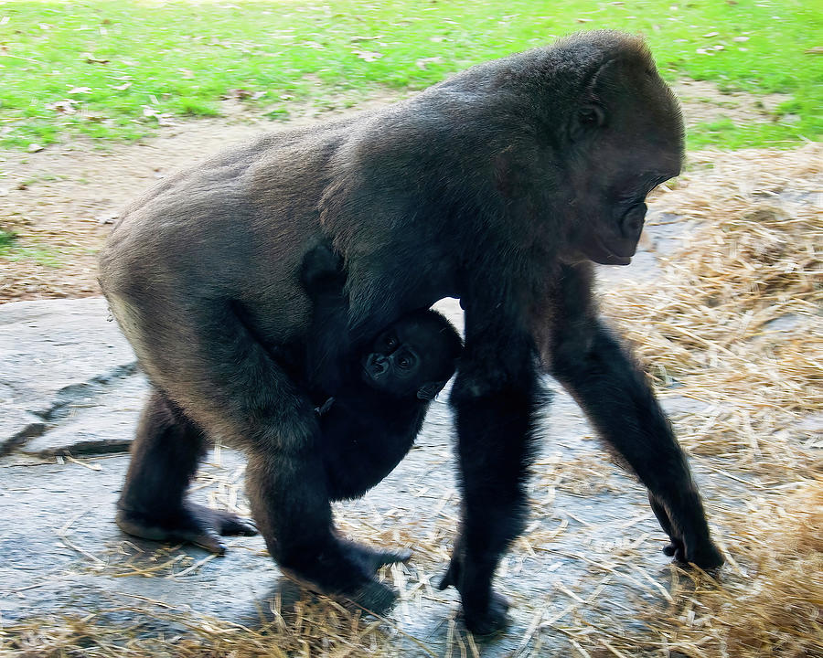 Baby Gorilla On The Move With Mom Photograph by Flees Photos