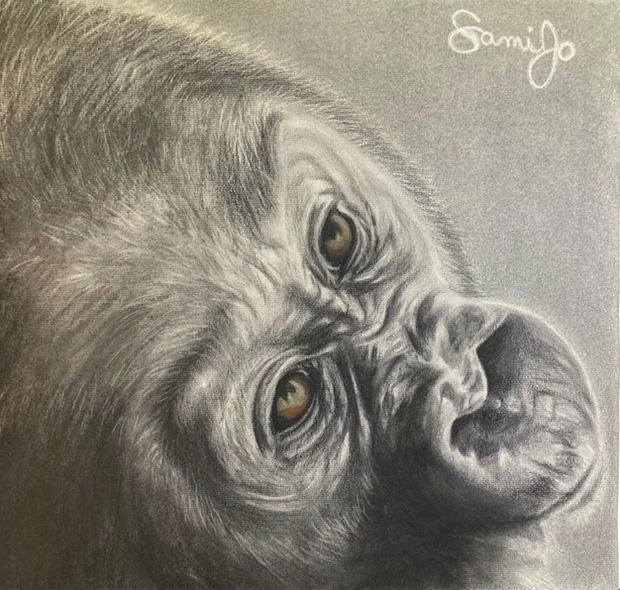 Baby Gorilla Drawing by Samantha Wheatcroft - Fine Art America