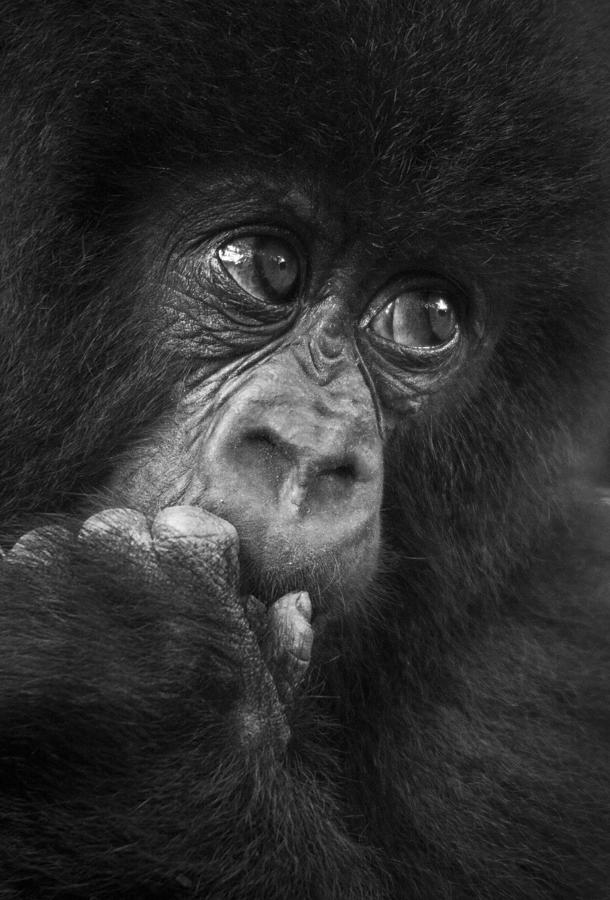 Baby gorilla Photograph by WLDavies