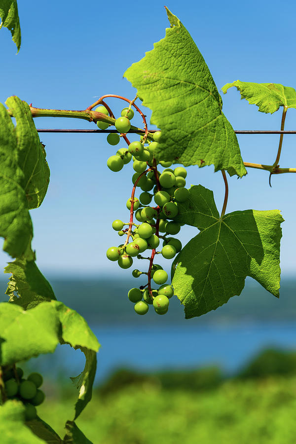 Baby Grapes Hanging over Seneca Lake Photograph by Chad Dikun
