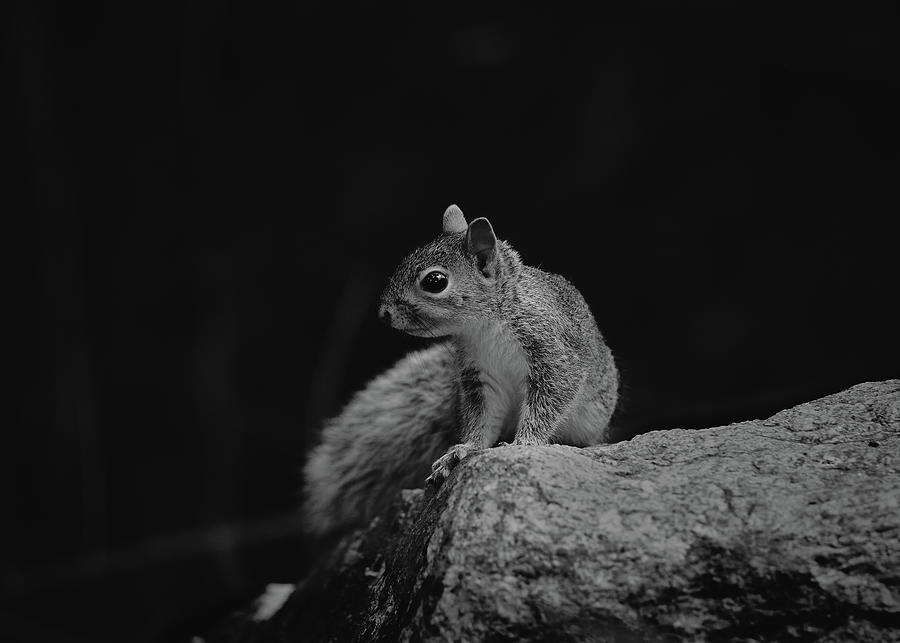 Baby Gray Squirrel Photograph by Bob Orsillo