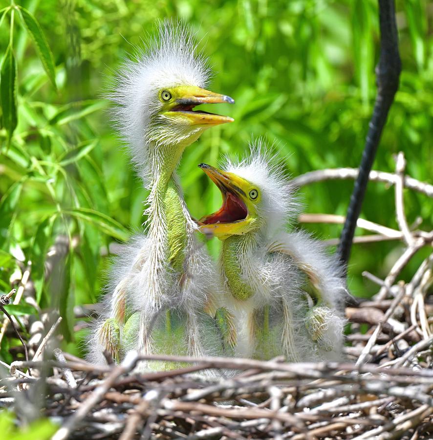 Baby great egrets Photograph by Elaine Starr - Pixels