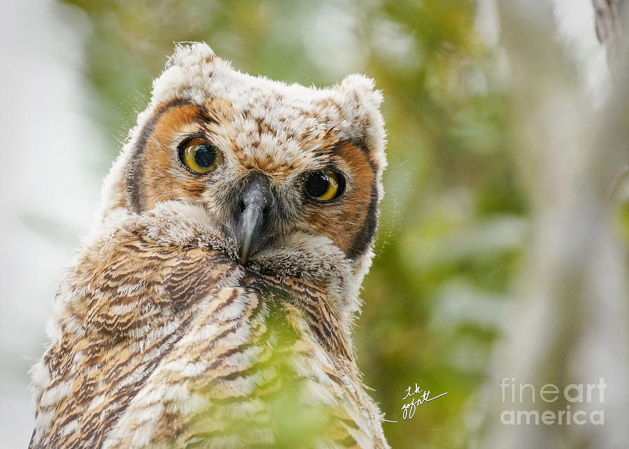 Baby Great Horned Owl Bird Photography Photograph by TK Goforth