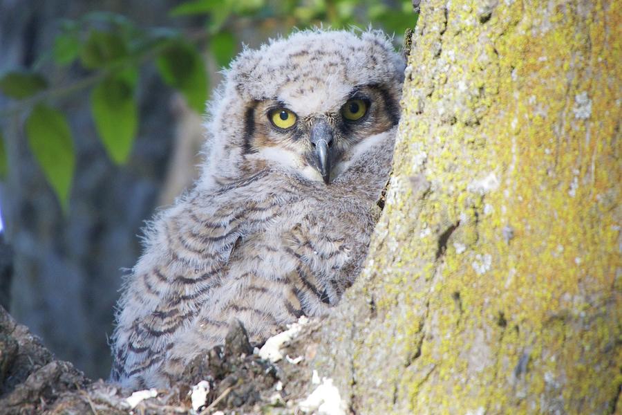 Baby Great Horned Owl Photograph By Jay Warwick 