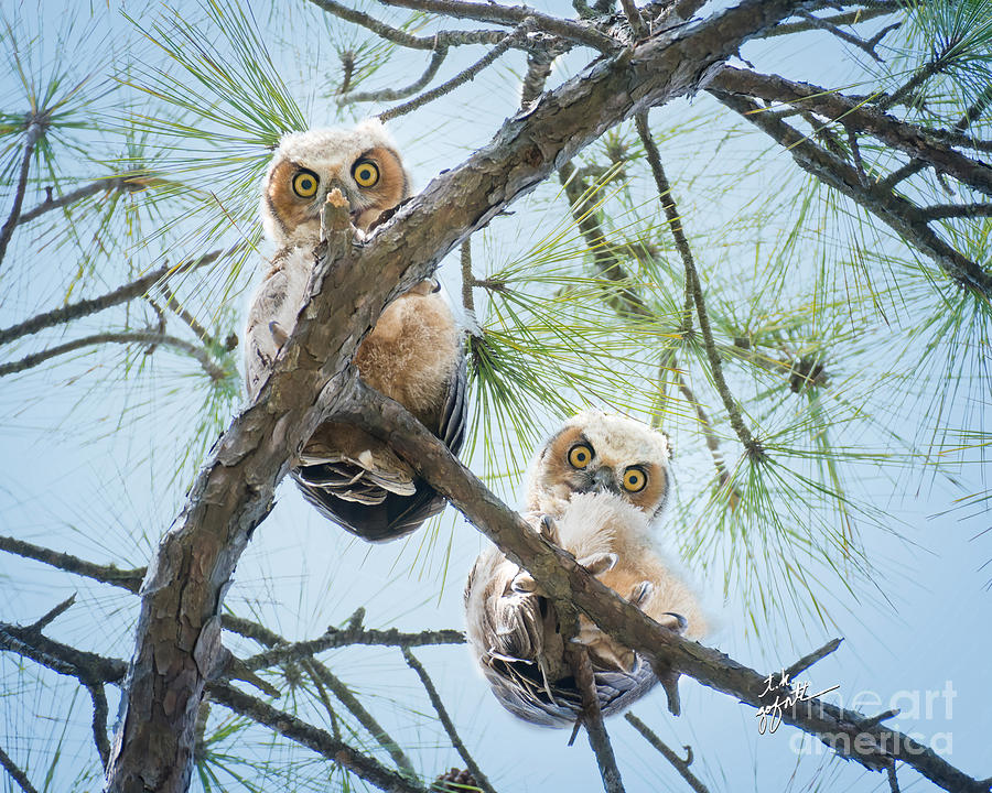 Baby Great Horned Owls Peering Down Photograph by TK Goforth