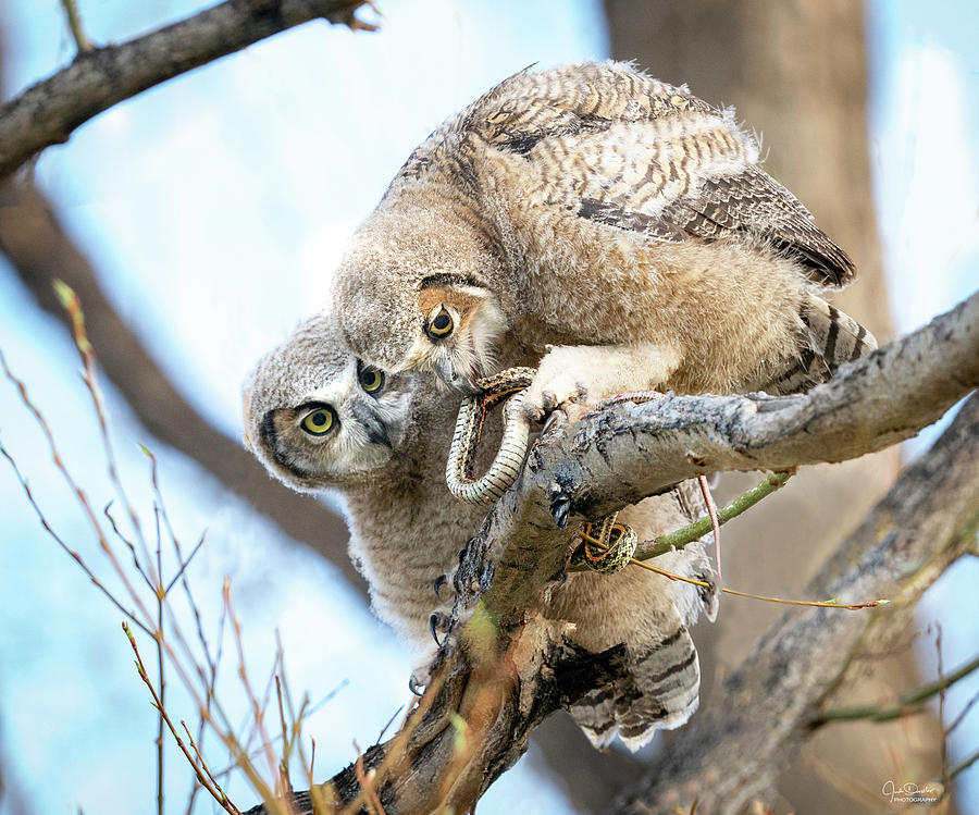 Great Horned Owlets With Snake -- II Photograph